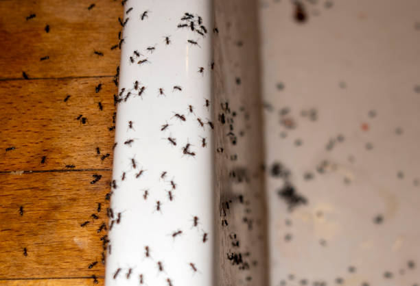 Best Pest Control Near Me in Emmitsburg, MD